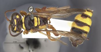 Media type: image;   Entomology 23537 Aspect: habitus dorsal view